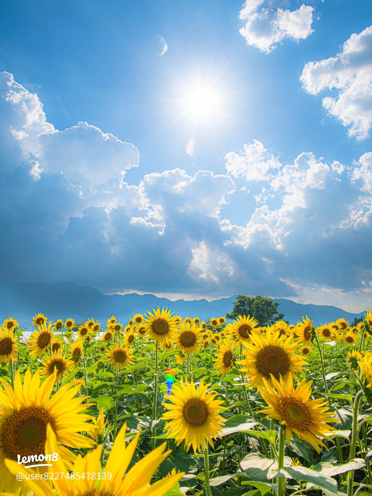 🌸 일심행 공원 (잇신교 코엔) 이미지 7